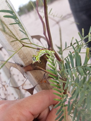 Giacomellia bilineata