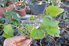 Erythrina rubrinervia