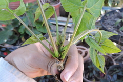 Erythrina rubrinervia