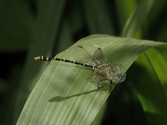 Austrogomphus arbustorum