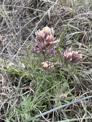 Castilleja purpurea