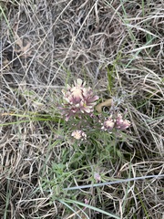 Castilleja purpurea