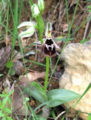 Ophrys reinholdii