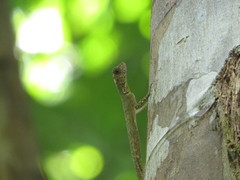 Draco