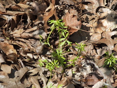 Floerkea proserpinacoides