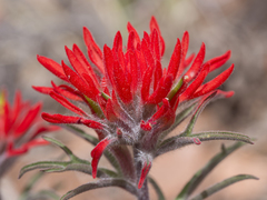 Castilleja scabrida