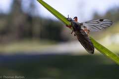 Bibio palliatus