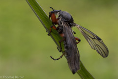 Bibio palliatus