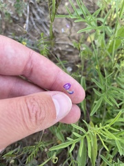 Astragalus nuttallianus