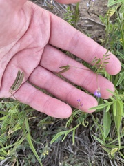 Astragalus nuttallianus