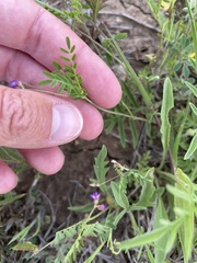 Astragalus nuttallianus