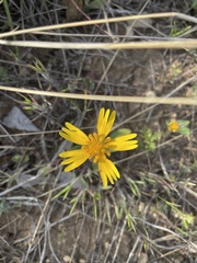 Amblyolepis setigera