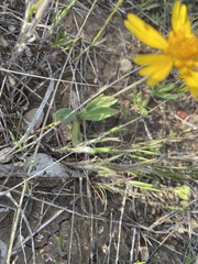 Amblyolepis setigera