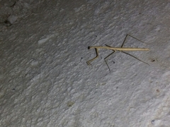 Bistanta mexicana
