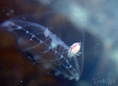 Aequorea victoria