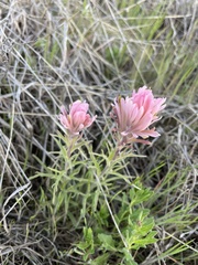 Castilleja purpurea