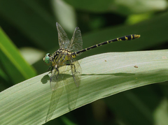 Austrogomphus arbustorum