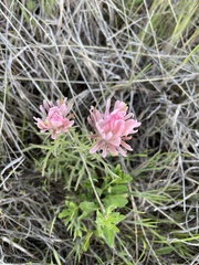 Castilleja purpurea
