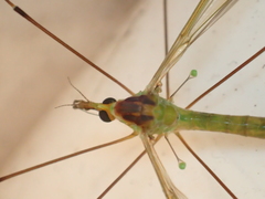 Leptotarsus viridis