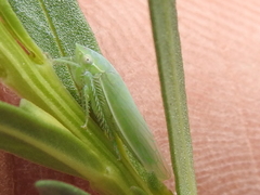 Gyponana angulata