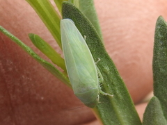 Gyponana angulata