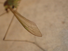 Leptotarsus viridis