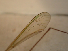 Leptotarsus viridis