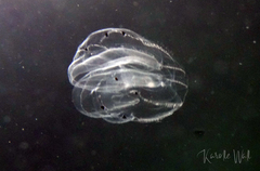 Bolinopsis microptera