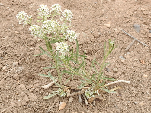 Image of Mesa Pepperwort (Lepidium alyssoides) by (c) Sam Kieschnick, some rights reserved (CC BY)