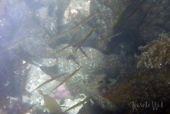 Aulorhynchus flavidus