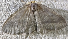 Lambdina pellucidaria