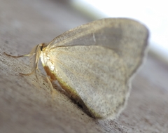 Lambdina pellucidaria