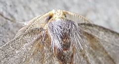 Lambdina pellucidaria