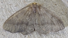 Lambdina pellucidaria