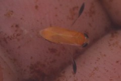 Corixoidea