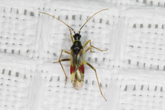 Tupiocoris californicus