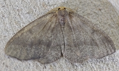 Lambdina pellucidaria