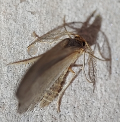 Lambdina pellucidaria