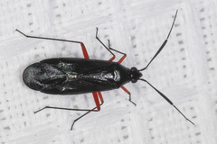 Teleorhinus cyaneus