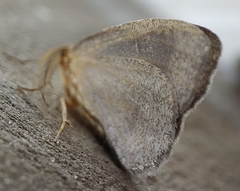 Lambdina pellucidaria