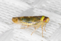 Colladonus montanus reductus