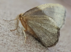 Lambdina pellucidaria