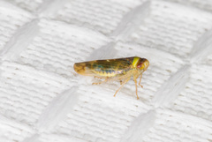 Colladonus montanus reductus