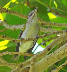 Vireo altiloquus