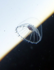 Aequorea victoria