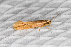 Ypsolopha sp-sw