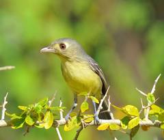 Vireo gundlachii