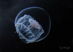 Aequorea victoria