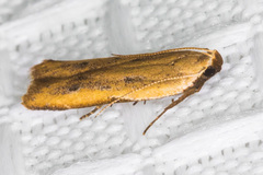 Mesophleps adustipennis