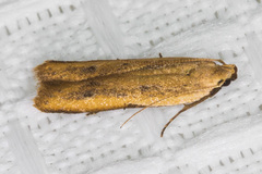 Mesophleps adustipennis